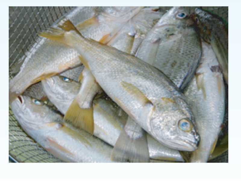 Pama Croaker (datina smail)