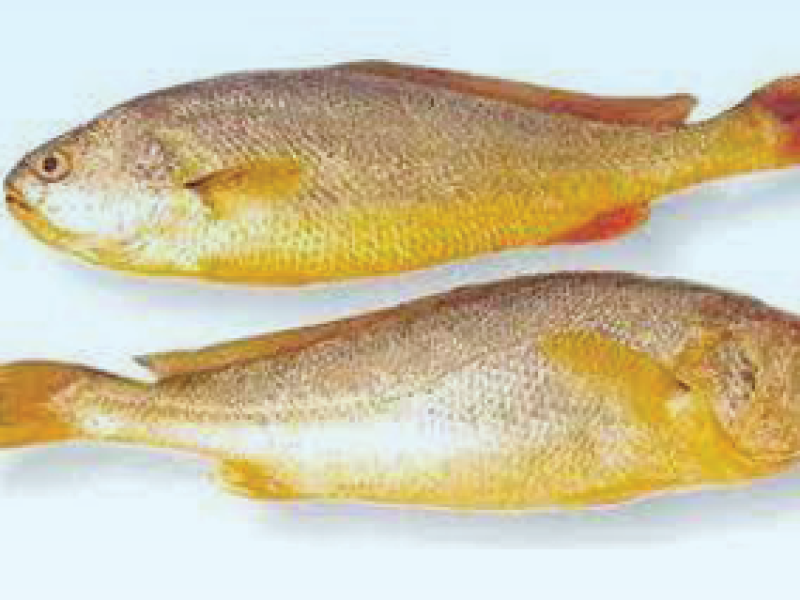 Yellow Croaker( red jew)