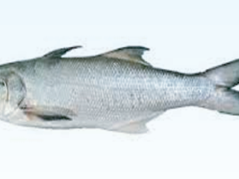 Indian Salmon( taila)