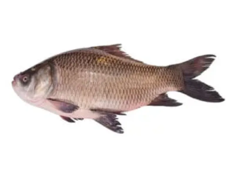 কাতলা মাছ 1kg (3kg+)
